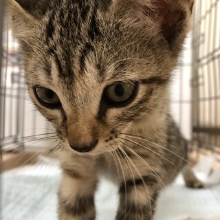 猫、女の子（ｷｼﾞﾄﾗ）3ヶ月齢を保護しました。