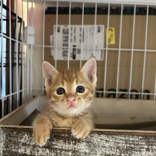 ふんばり親子猫 茶トラ
