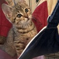 美猫キジトラ