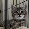 キジトラ美猫ちゃん