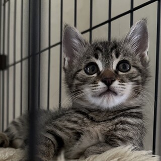 キジトラ美猫ちゃん