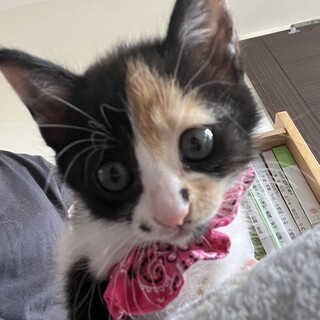 かわいいミケジョのつむぎです