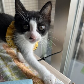 小さいけど元気いっぱいのニーナです