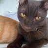 ブラウン　黒猫　９か月 サムネイル2