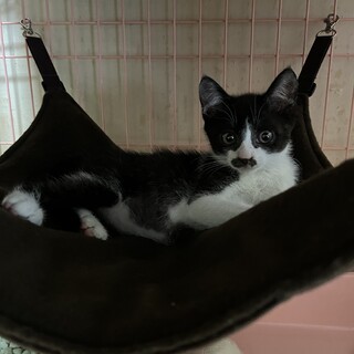 やんちゃな男の子トライアル決まりました