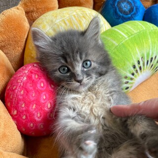 グレー　長毛　子猫　譲渡会参加