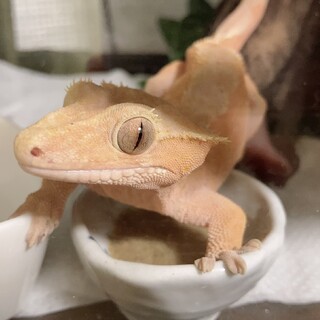 里親さんになってくれる方を探しています