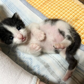 白黒ハチワレの可愛い女の子