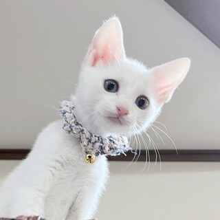 ボクをお迎えくださ〜い