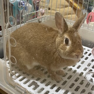 うさぎさんを大事に育ててくれる里親さん募集