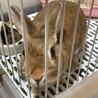 うさぎさんを大事に育ててくれる里親さん募集 サムネイル2