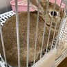 うさぎさんを大事に育ててくれる里親さん募集 サムネイル3