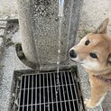 元気な柴犬の女の子（他のサイトで決まりました）