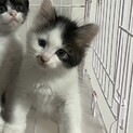 ⭐︎長毛の可愛い子猫⭐︎もふもふふわふわ