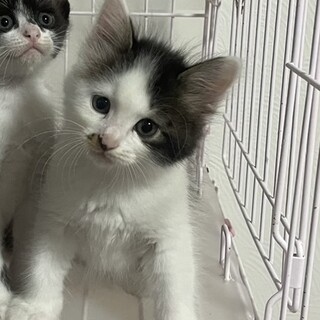 ⭐︎長毛の可愛い子猫⭐︎もふもふふわふわ