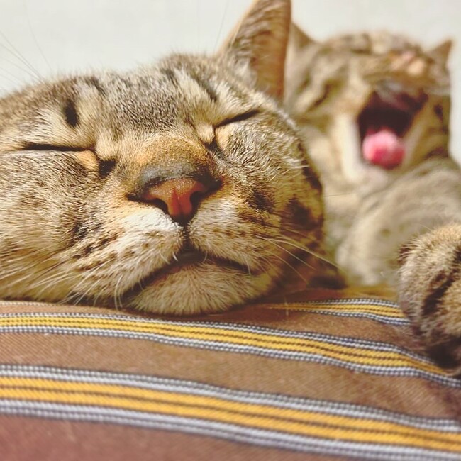 ひめちーずのカバー写真