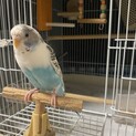セキセイインコ一歳女の子