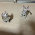 2ヶ月半茶トラ