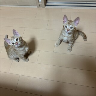 2ヶ月半茶トラ