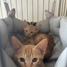 2ヶ月半茶トラ サムネイル2