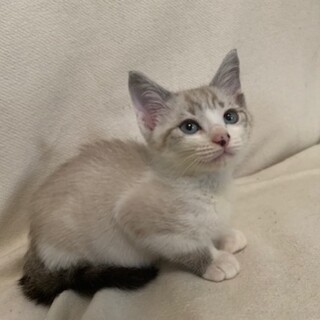 人懐こいブルーアイのシャム系mix 