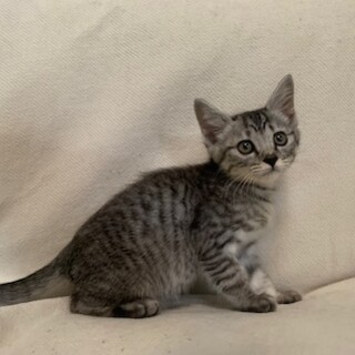 人懐こいサバとら ほっけ君去勢済