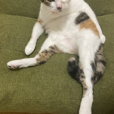 の写真
