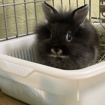 正面顔　ミッフィーみたいなお口