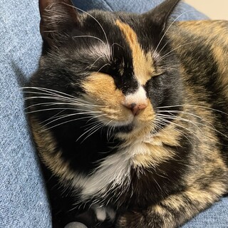 ミケサビ里親募集