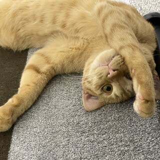 子猫　茶トラ　甘えん坊です