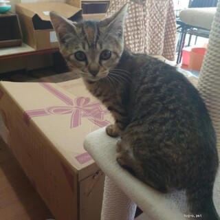 なずなとペアで　せりちゃん