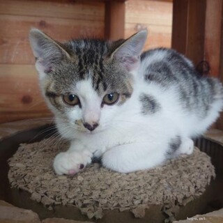 人馴れ抜群 なずなちゃん