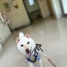 小さな小さな白柴の女の子(完全室内飼育) サムネイル3