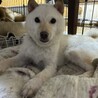小さな小さな白柴の女の子(完全室内飼育) サムネイル4