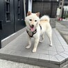 小さな小さな白柴の女の子(完全室内飼育) サムネイル5