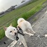 小さな小さな白柴の女の子(完全室内飼育) サムネイル6