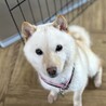 小さな小さな白柴の女の子(完全室内飼育) サムネイル7