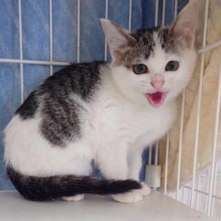 おっとりさんで優しい女の子　ハローちゃん