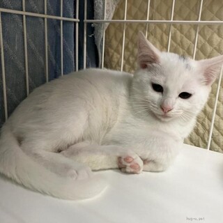 ちょっとシャイ でも甘えん坊な まろくん