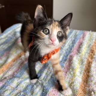 癒し系ミケジョのつやこです