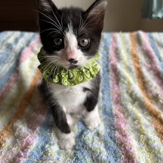 やんちゃで甘ったれなジーコです 　