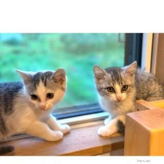 珍しいグレー白猫　おす二兄弟３カ月