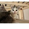 珍しいグレー白猫　おす二兄弟３カ月 サムネイル3