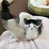 福岡：動物病院発！ちいかわ似の男の子❤️ サムネイル6
