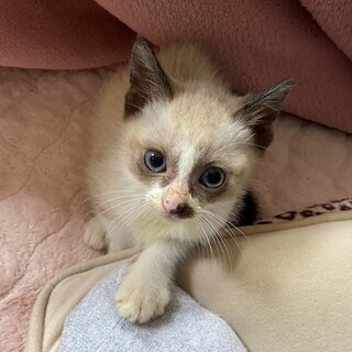 シャム風ツンデレの女の子　募集再開します