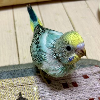 パステルカラー♡セキセイインコ　ひな