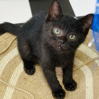 テディベアみたいなやんちゃボーイ約2ヶ月