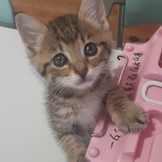 ぱっちりおめめもふもふ天使！生後約1ヶ月