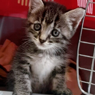 ちょっと困ったお顔のタレ目ちゃん約1ヶ月