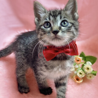 きゅるるん♪愛くるしい『きゅーちゃん』2ヶ月